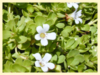 Bacopa