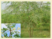 Moringa
